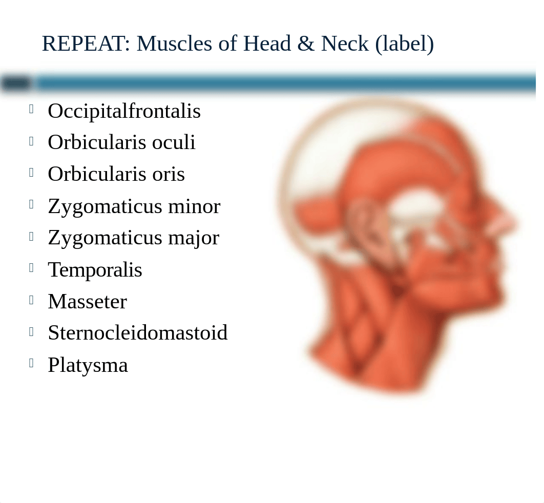 Muscular System.pptx_d2asxiaq3xq_page5