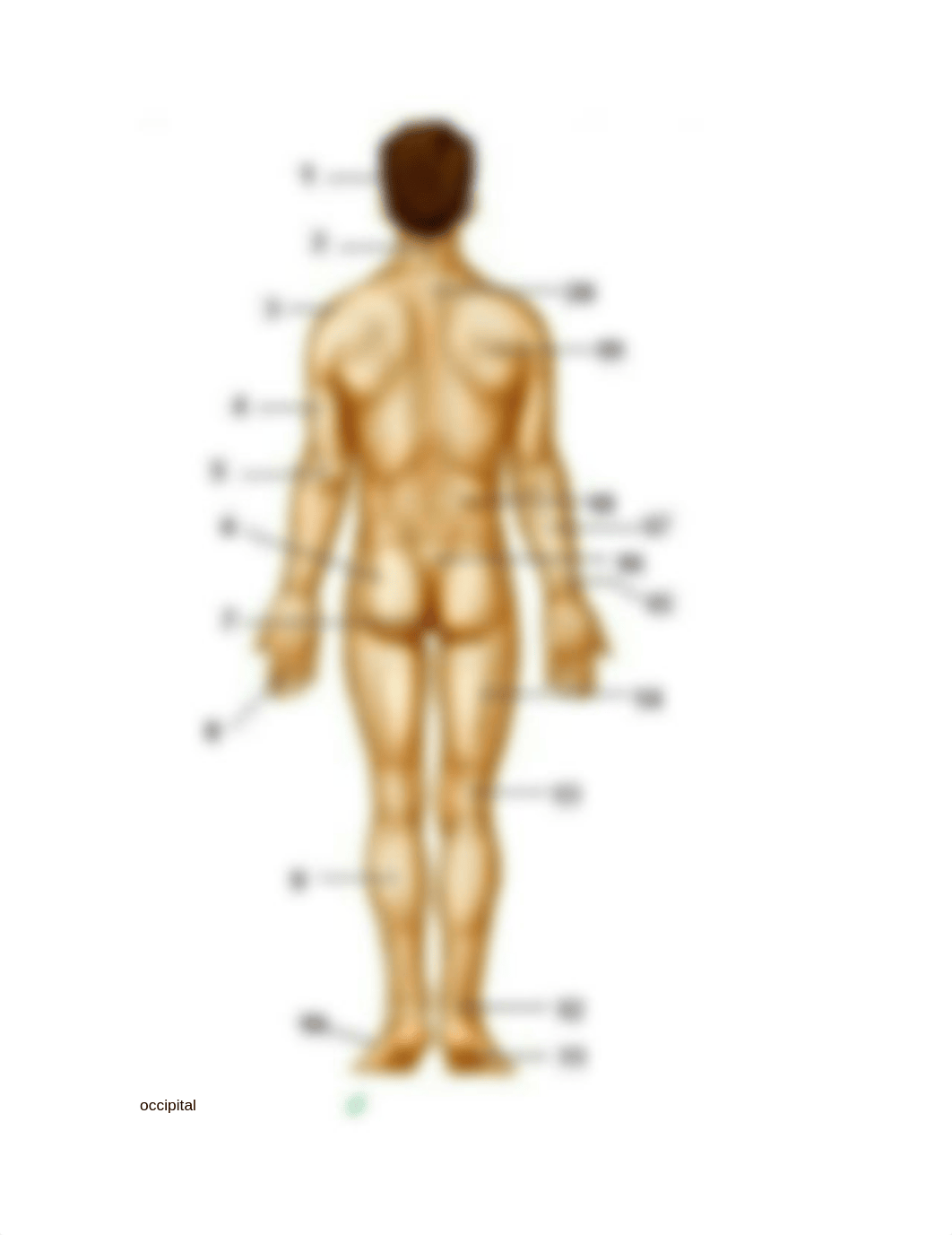 5 Review Body Region, structures, and body cavities_d2atdin0zu4_page3