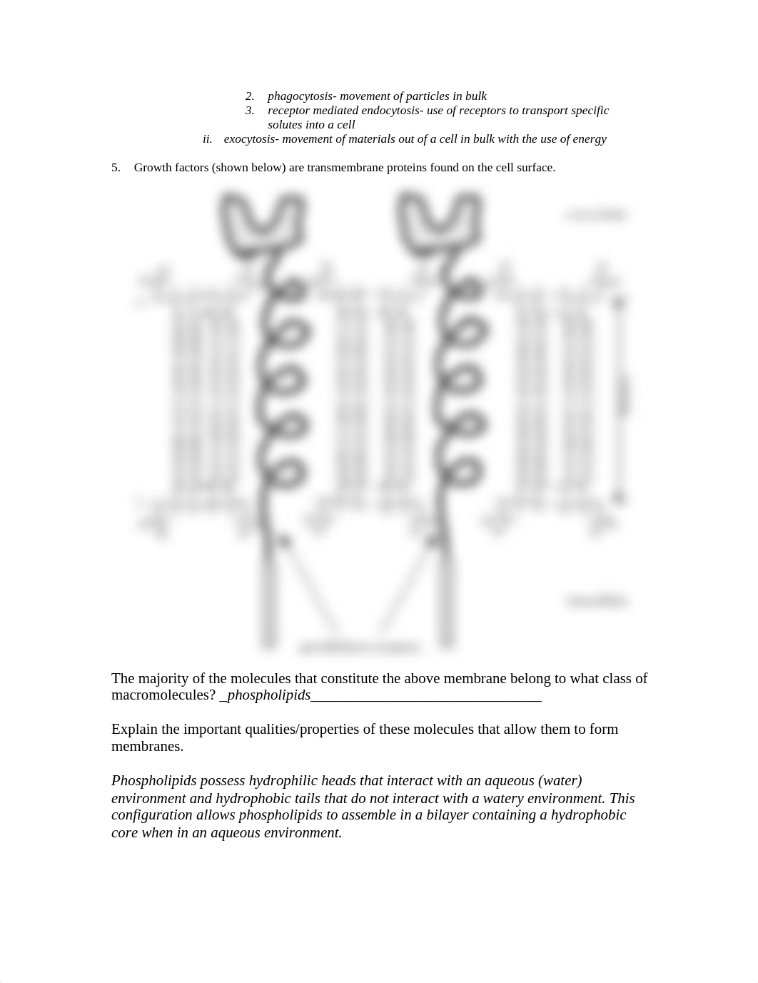 plasma membrane review answers_d2au75homtw_page2