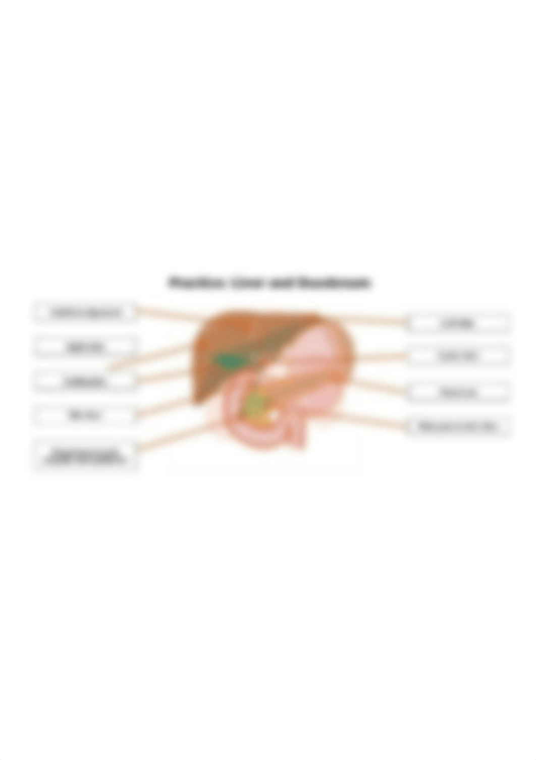 Liver and Duodenum.png_d2b2yad9ddr_page1