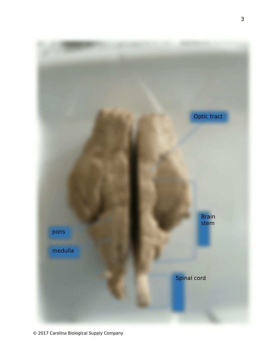 580179 Mammalian Brain Dissection Q.docx_d2bs9u022gi_page4