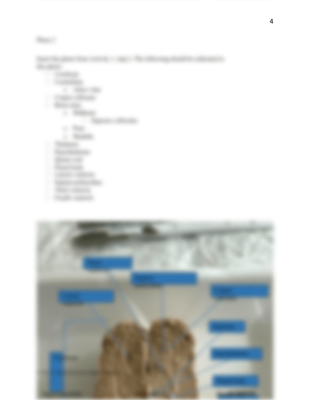 580179 Mammalian Brain Dissection Q.docx_d2bs9u022gi_page5