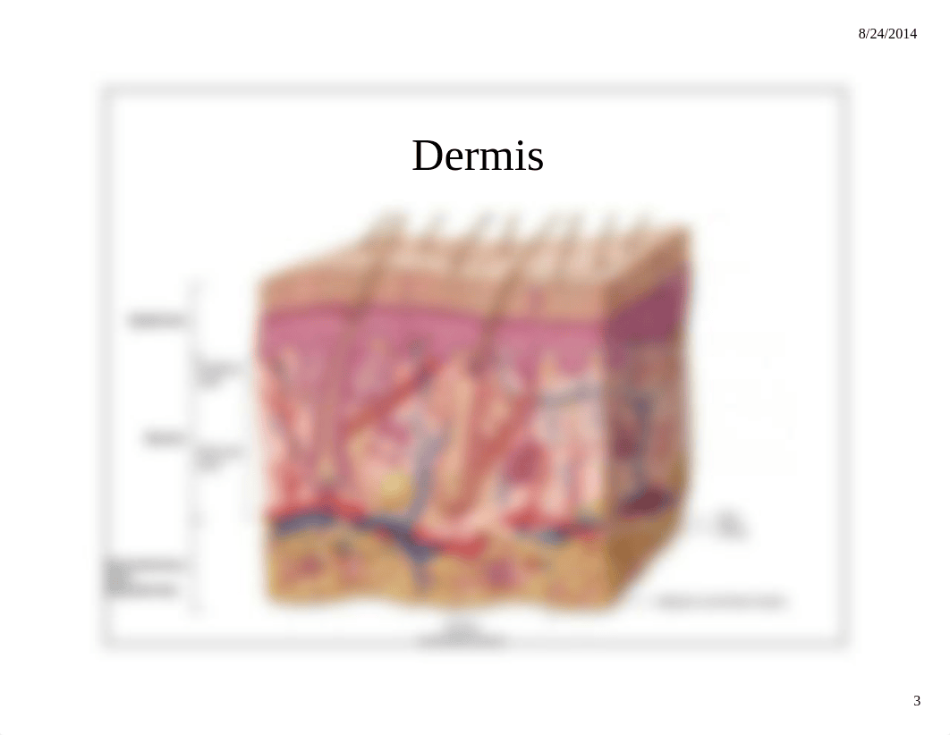 Tissues Lab II Test_d2cw5nkidxu_page3