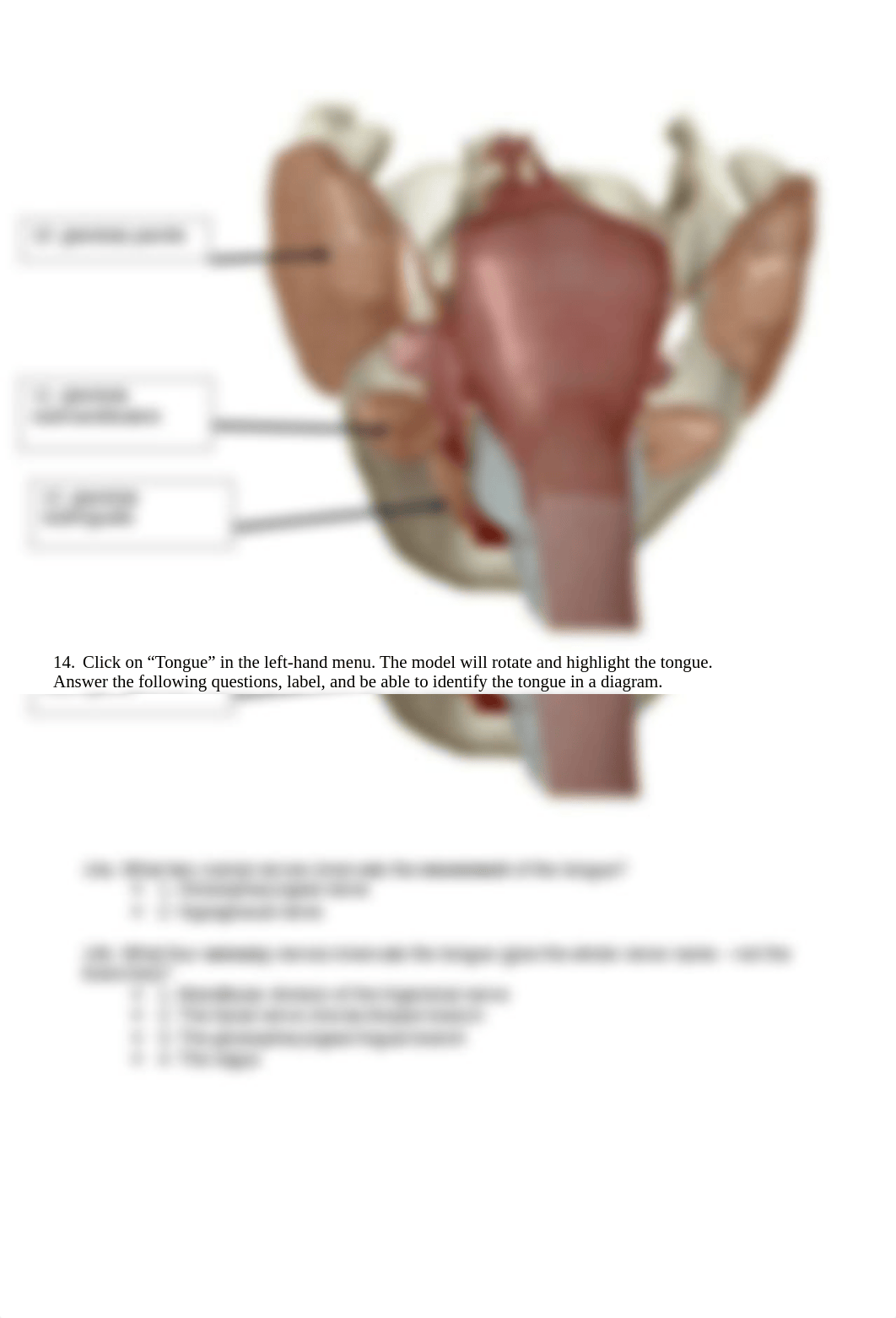 BIO 211 Lab 7 Digestive Anatomy SP2021.docx_d2d6ufkkm02_page4