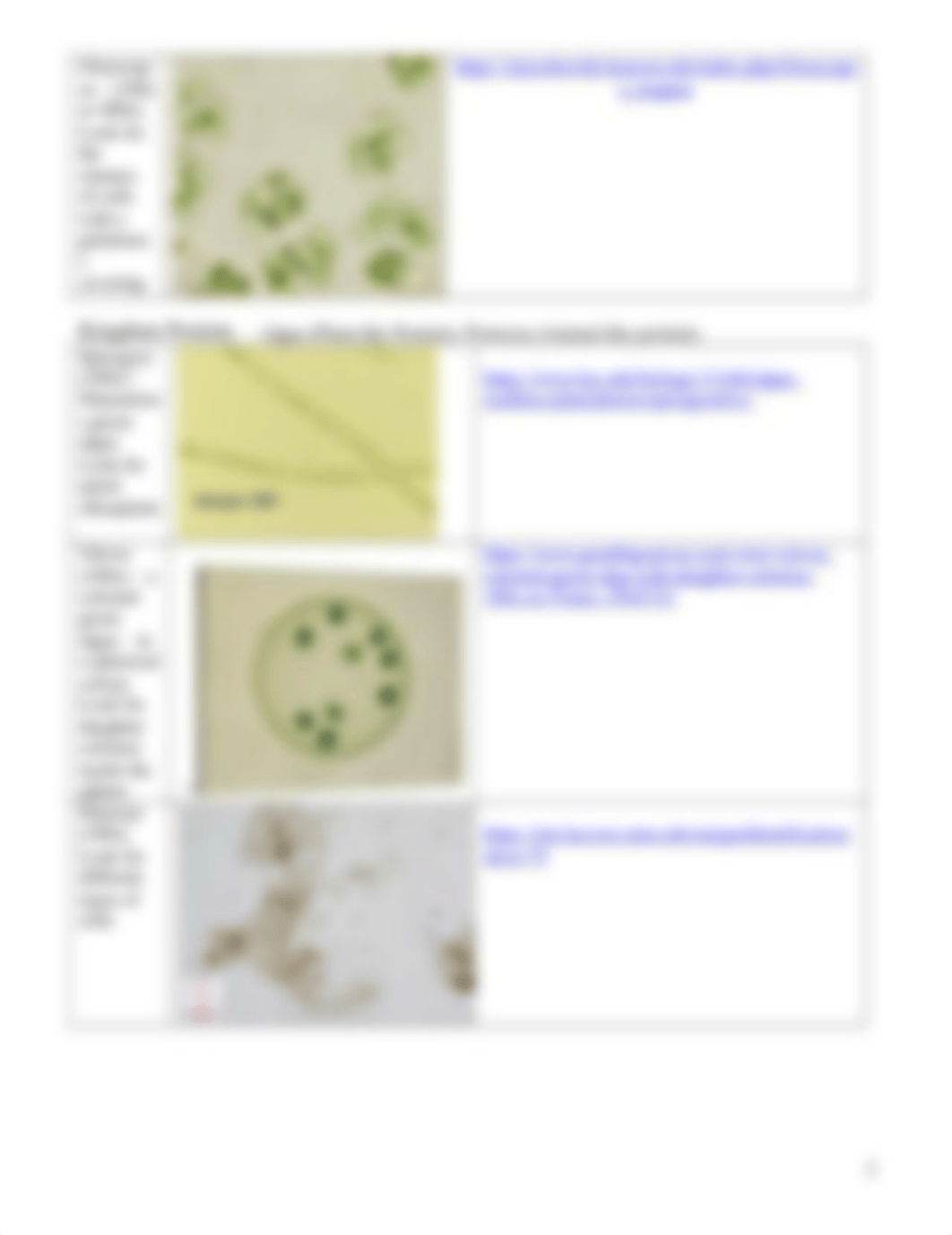 Internet Safari Organisms Monera, Protista, Fungi.docx_d2d9nm2o7je_page2