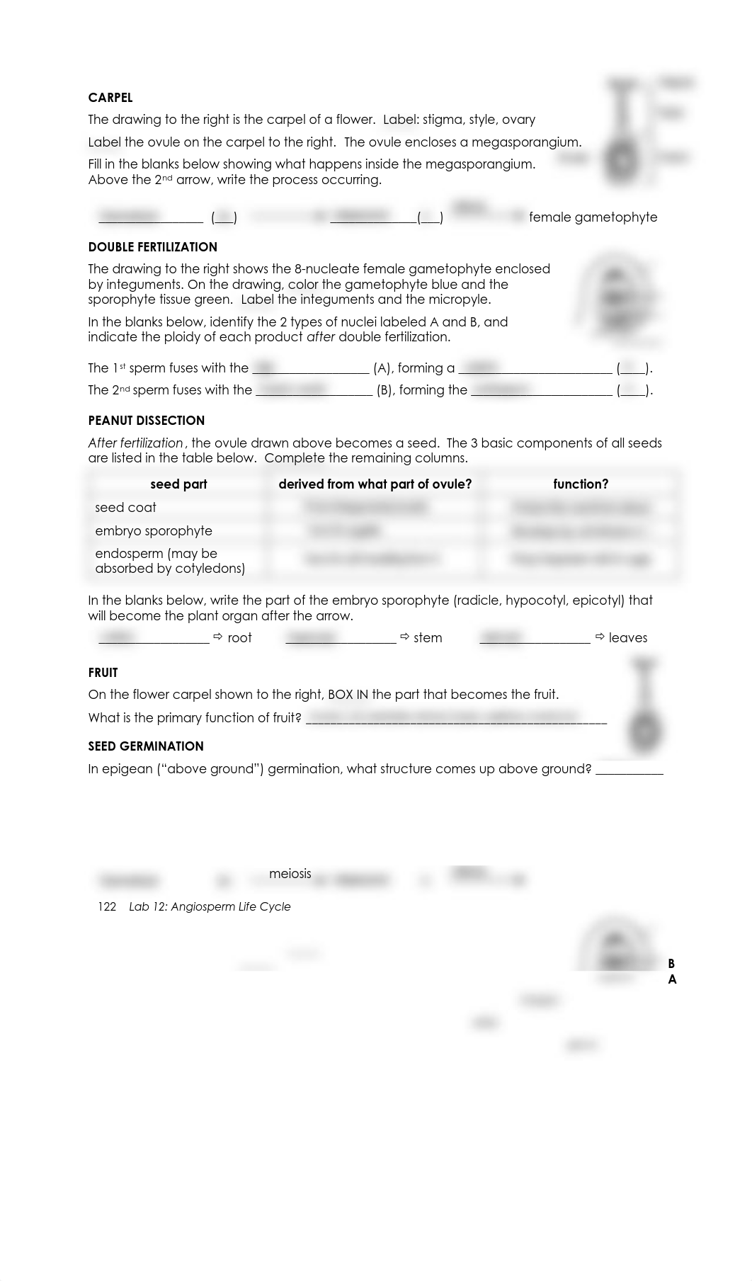 l_Prelab 12 Angiosperm life cycle.pdf_d2dpc0lzlqv_page2