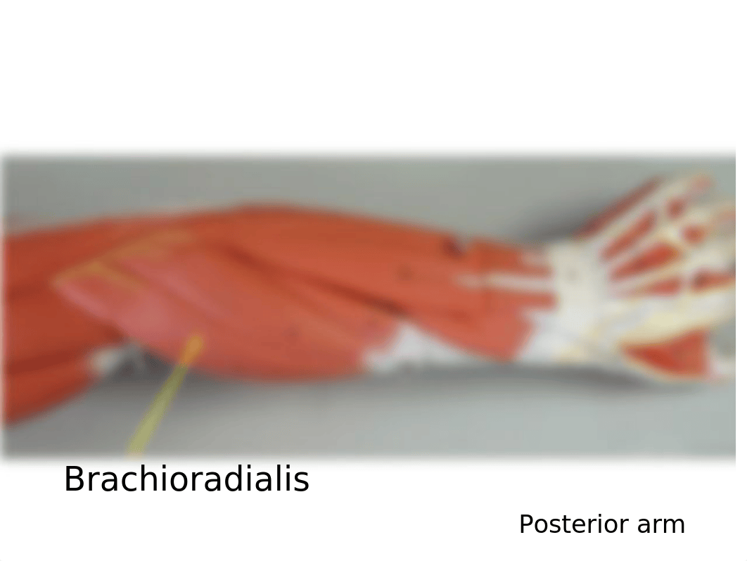 Bio 201 Lab 8 Appendicular Muscles.pptx_d2duk58apjl_page5