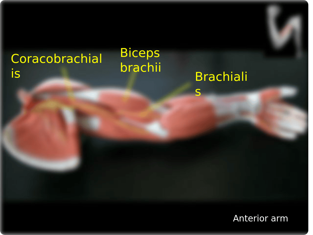 Bio 201 Lab 8 Appendicular Muscles.pptx_d2duk58apjl_page3