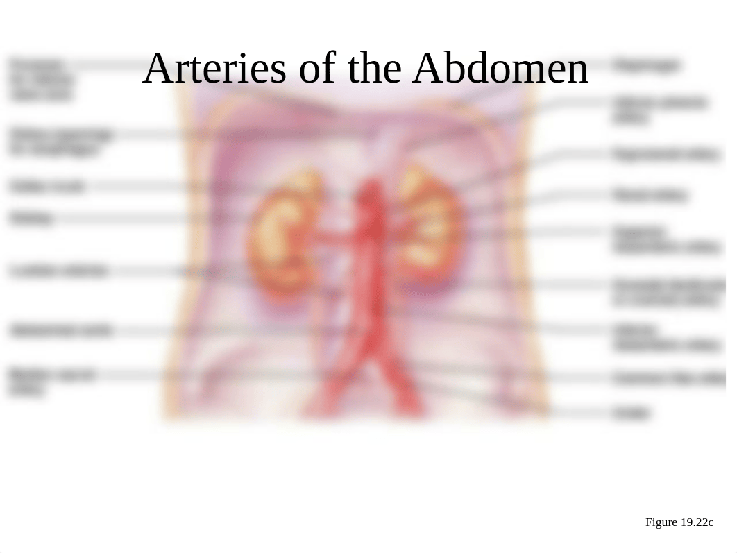 Blood vessel diagrams.ppt_d2eru3tddjw_page4