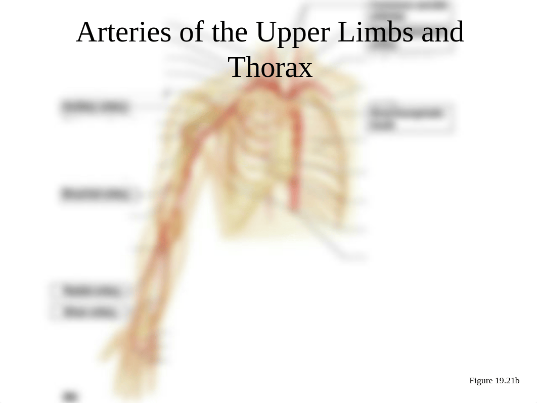 Blood vessel diagrams.ppt_d2eru3tddjw_page2