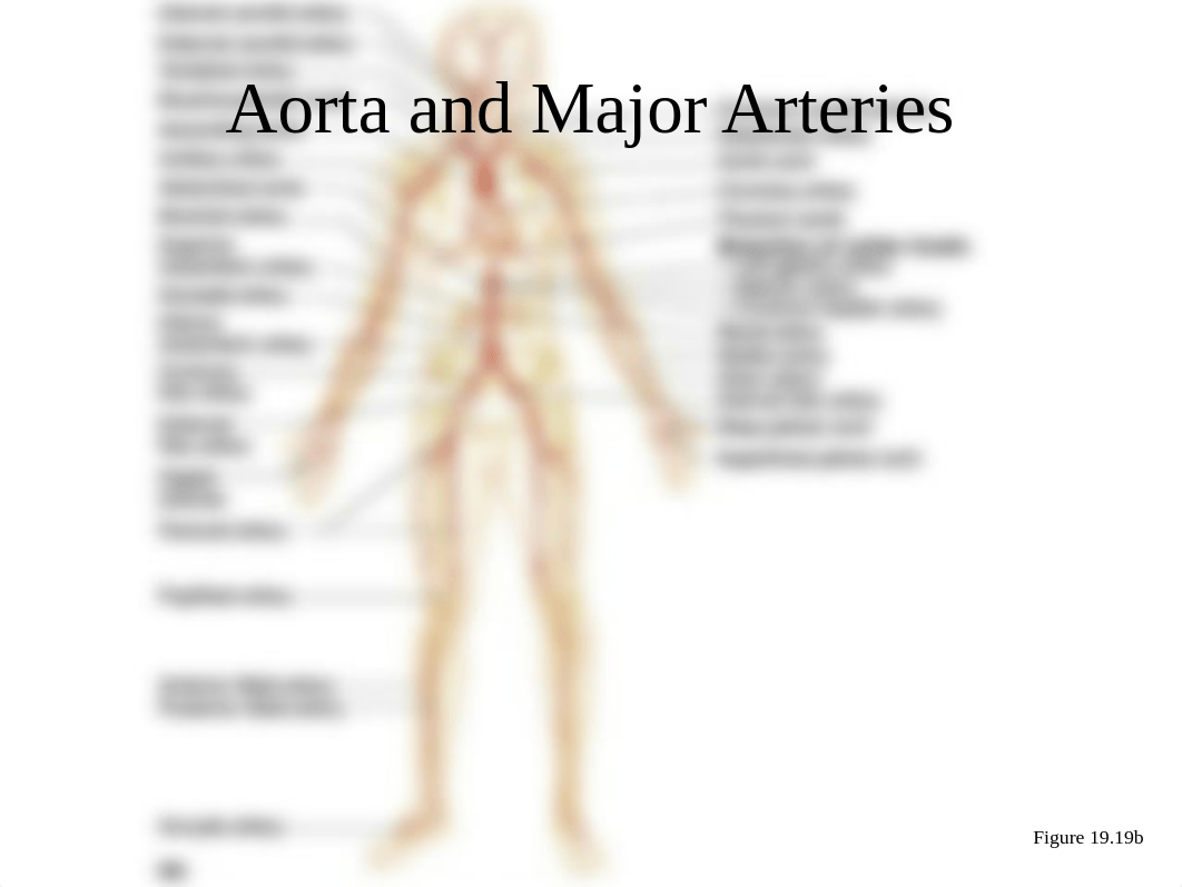 Blood vessel diagrams.ppt_d2eru3tddjw_page1