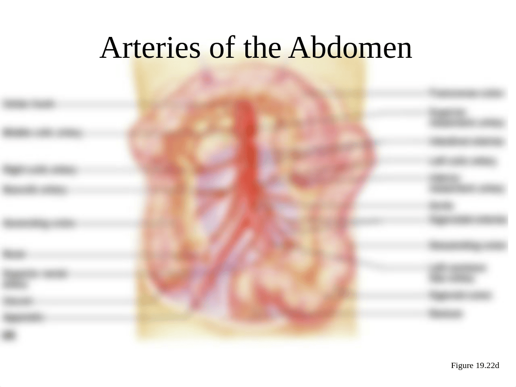 Blood vessel diagrams.ppt_d2eru3tddjw_page5