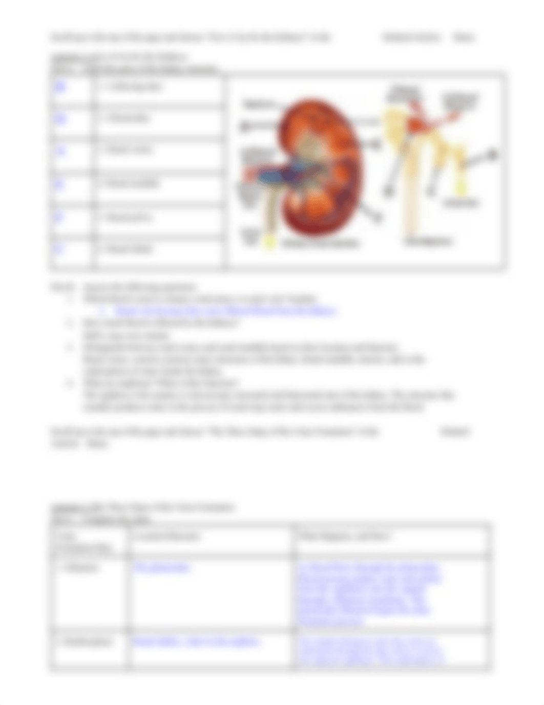 Kidney Structure and Function Worksheet - 3502550.pdf_d2evhcbzqbk_page2