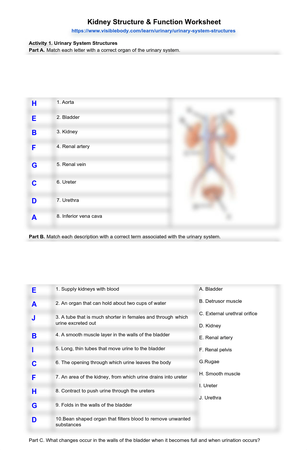 Kidney Structure and Function Worksheet - 3502550.pdf_d2evhcbzqbk_page1