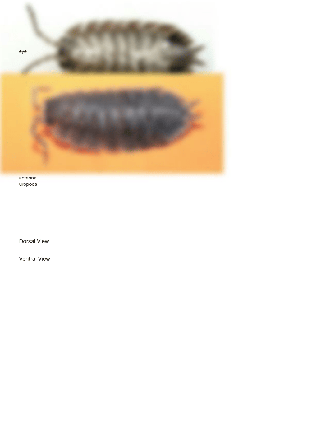 Braden Noah Isopod 4225.docx_d2f0vmxerbk_page2