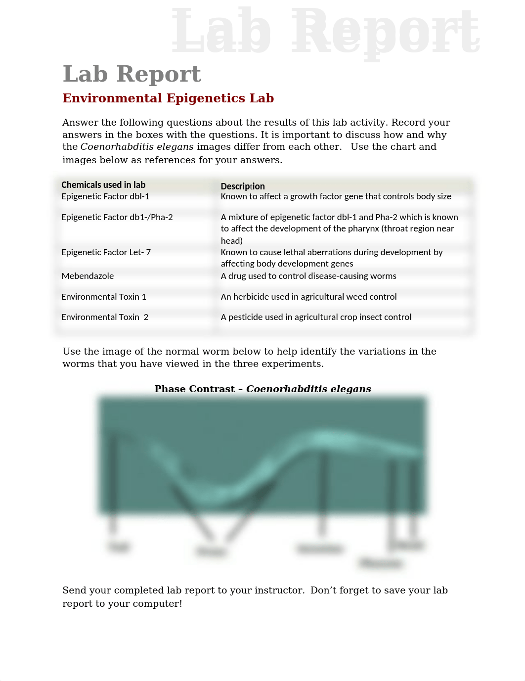 lab_report_environmental_epigenetics.doc_d2fejk3udkp_page1