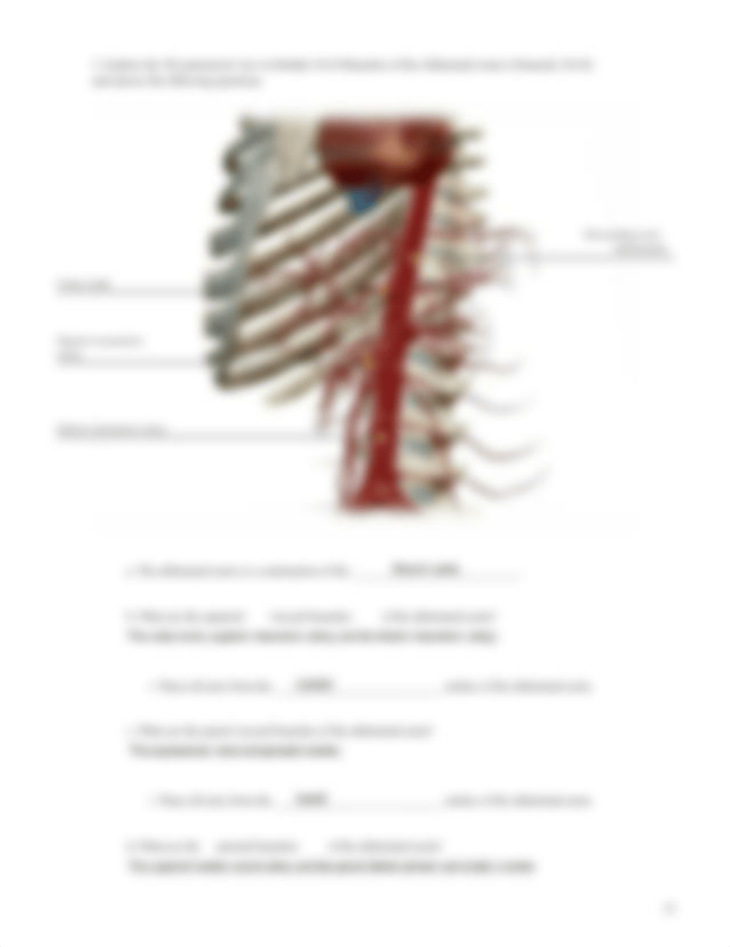 Lab_Activity_-_Blood_Vessels_II.pdf_d2ffwerwrkz_page4