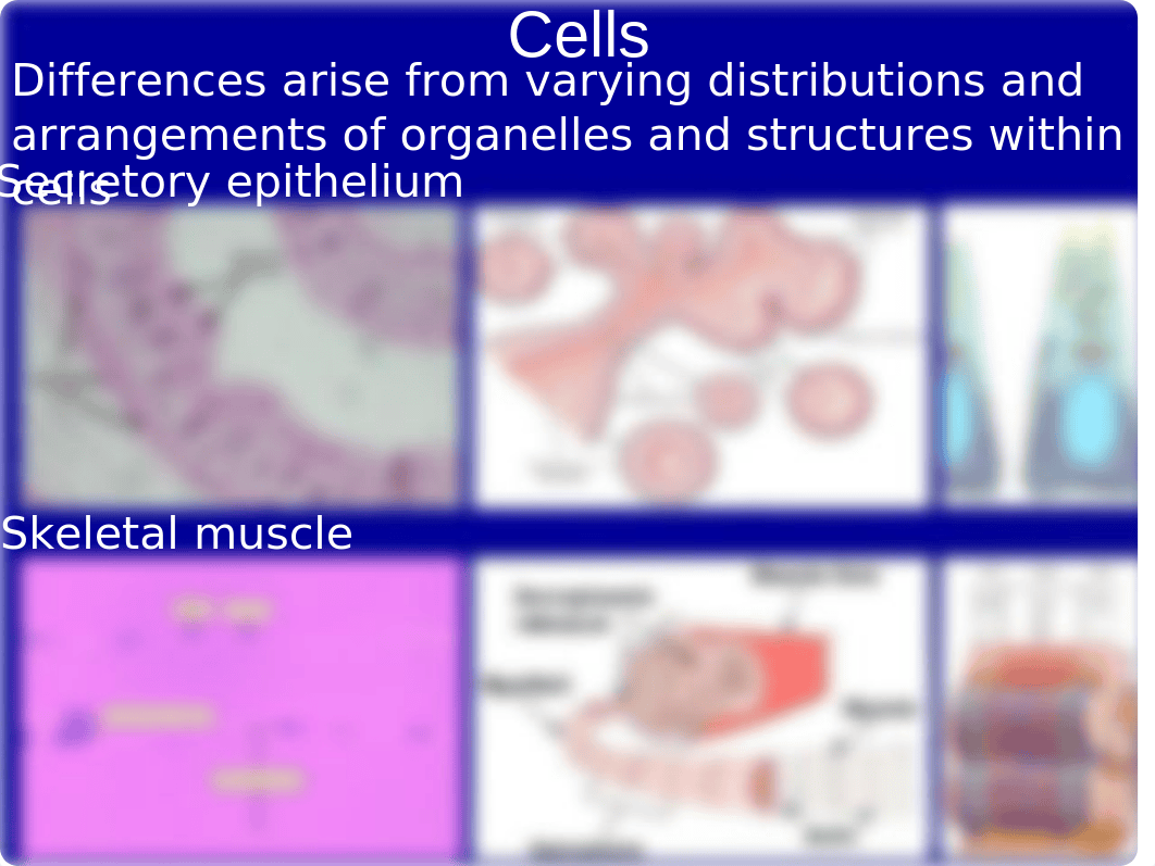 Week 2 - 1Cellular Function.pptx_d2ft94ajcn1_page4