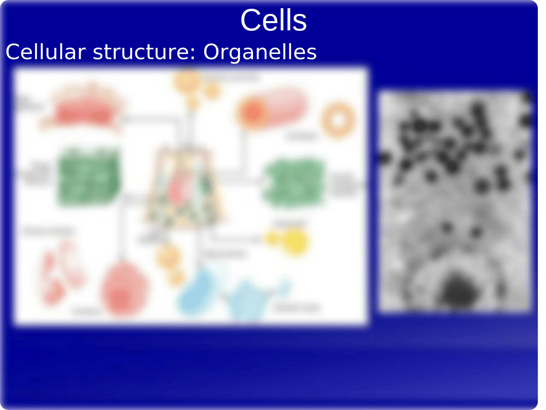 Week 2 - 1Cellular Function.pptx_d2ft94ajcn1_page3