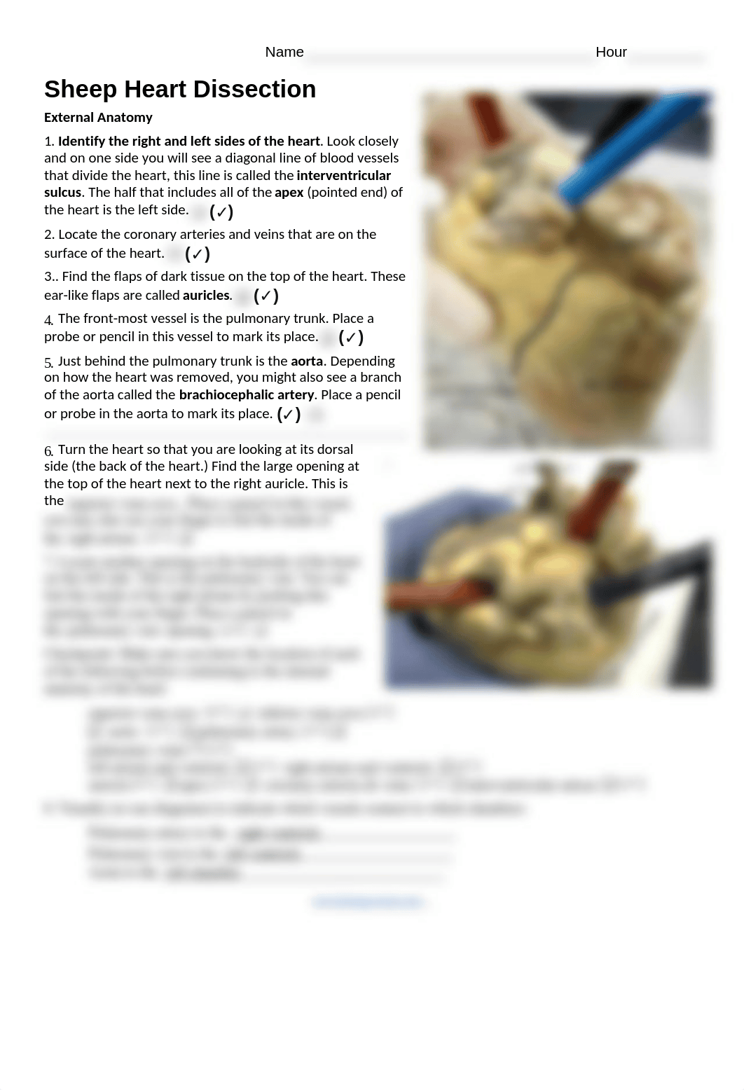 Biology corner Heart Dissection .docx_d2gb7nn8jt2_page1