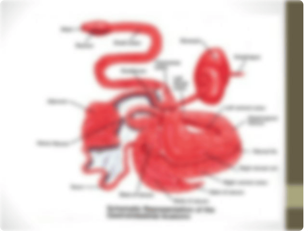 Anatomy of the Equine Digestive System.ppt_d2hpydlet5q_page3