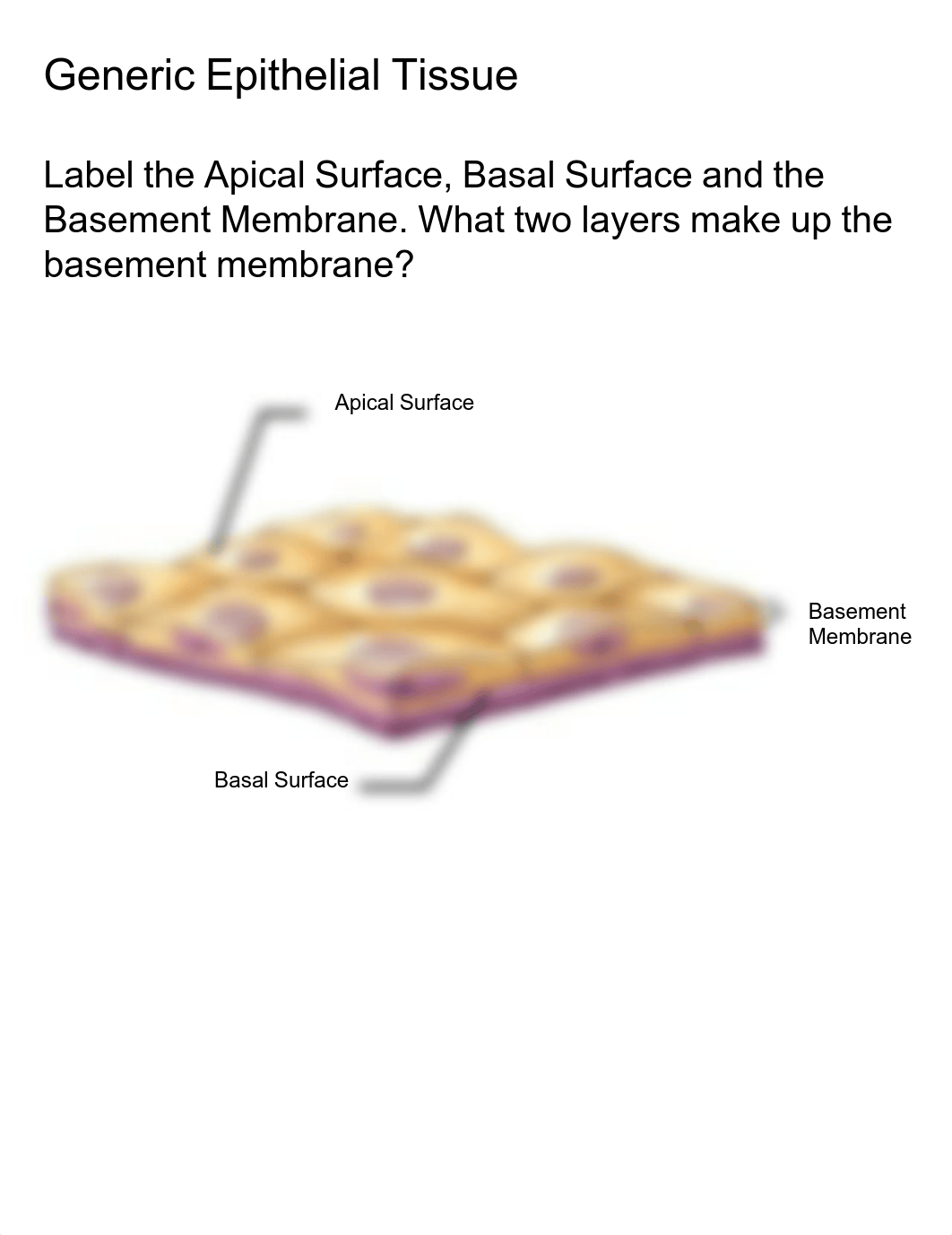 Ashley Wheeler - Bio 217 Lab Practice 2.pdf_d2ih837oin5_page3