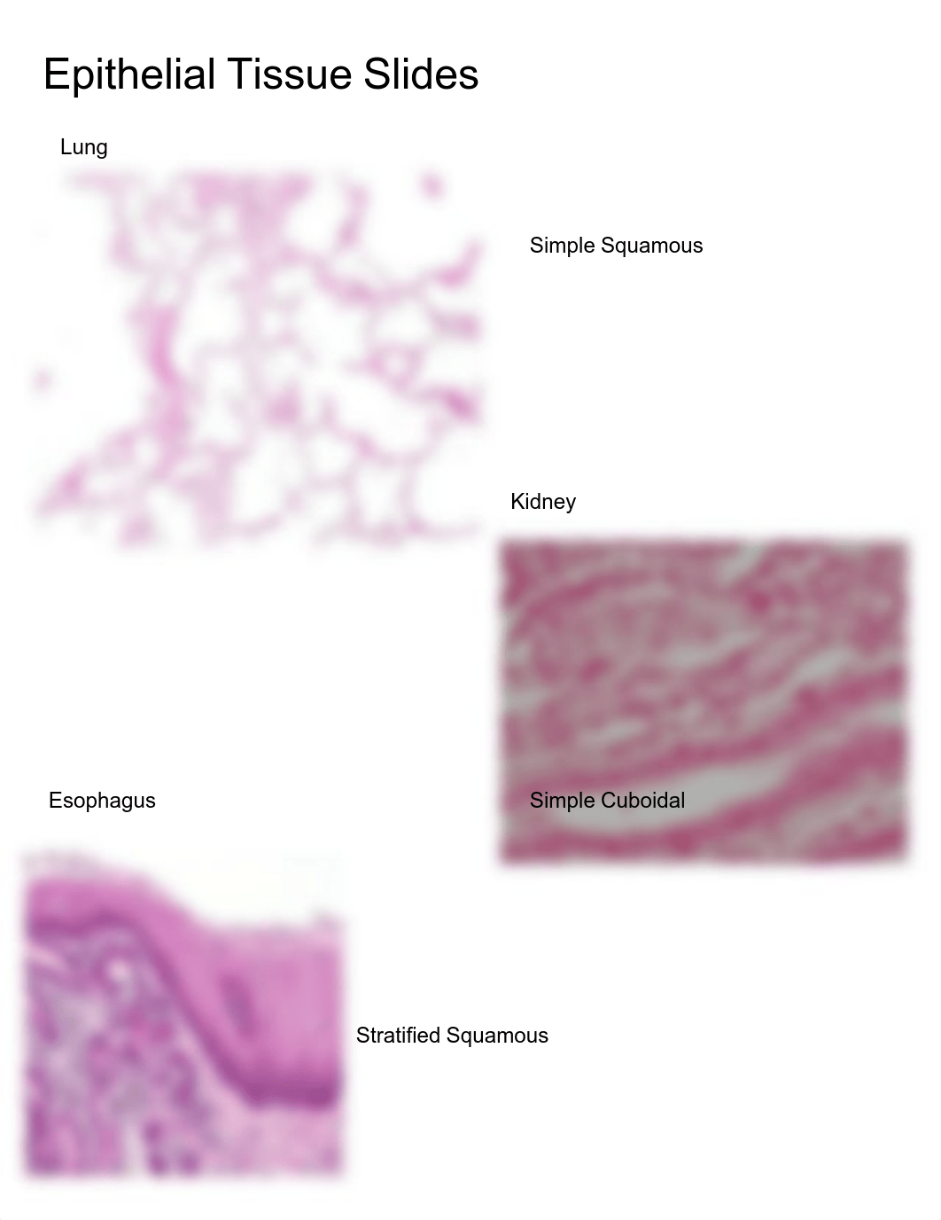 Ashley Wheeler - Bio 217 Lab Practice 2.pdf_d2ih837oin5_page4