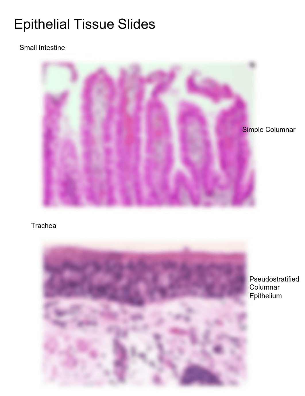 Ashley Wheeler - Bio 217 Lab Practice 2.pdf_d2ih837oin5_page5