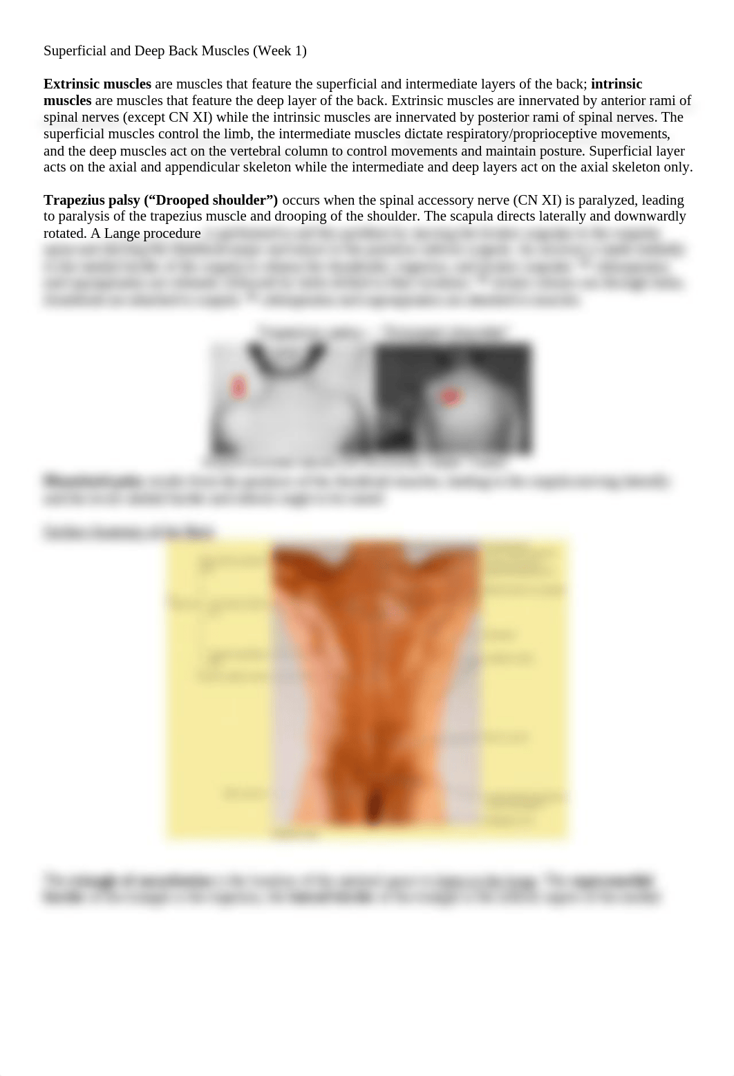 Superficial and Deep Back Muscles.docx_d2jie0u19dr_page1