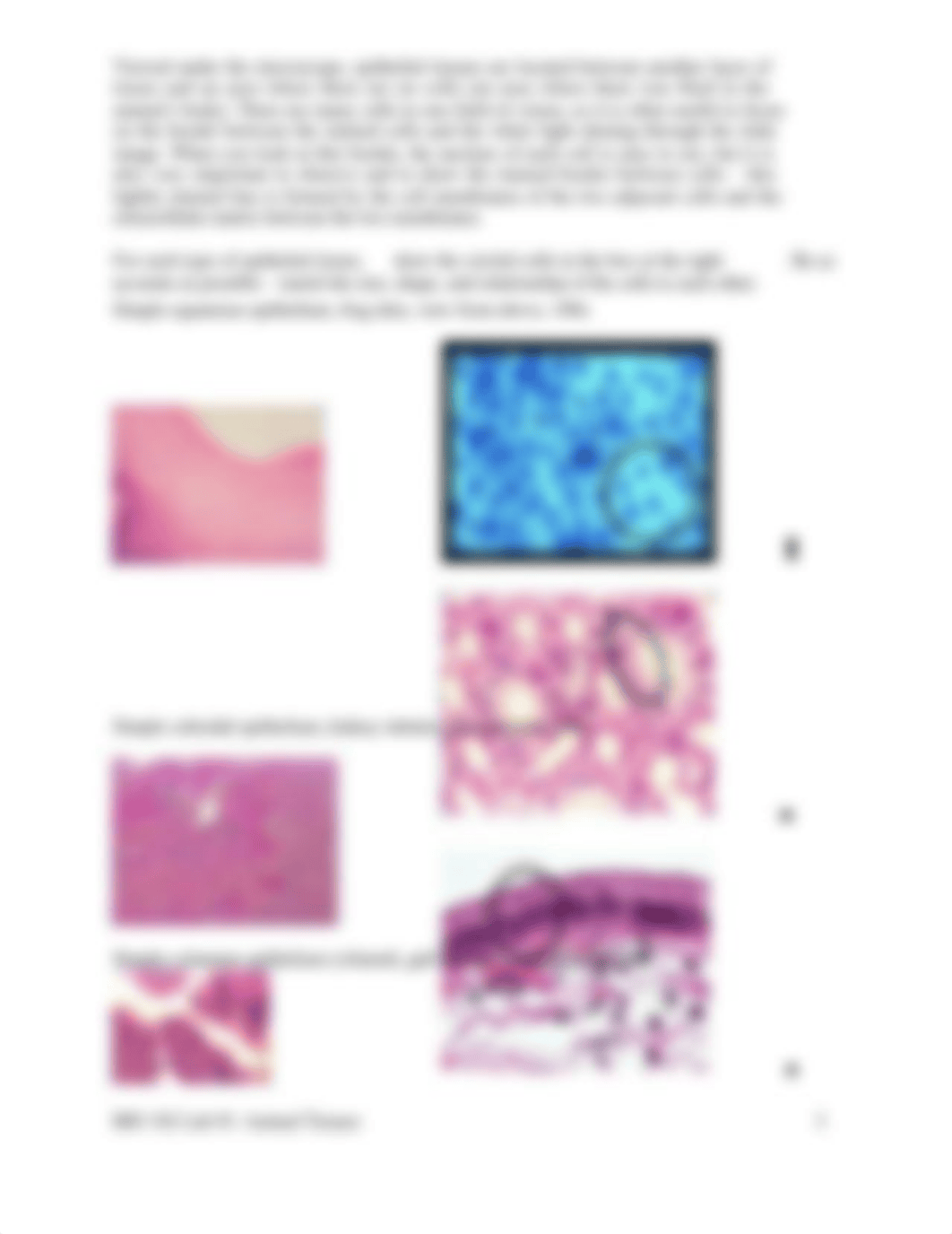 BIO 102 Lab 01, Animal Tissues.docx_d2jxdtzsgxs_page3