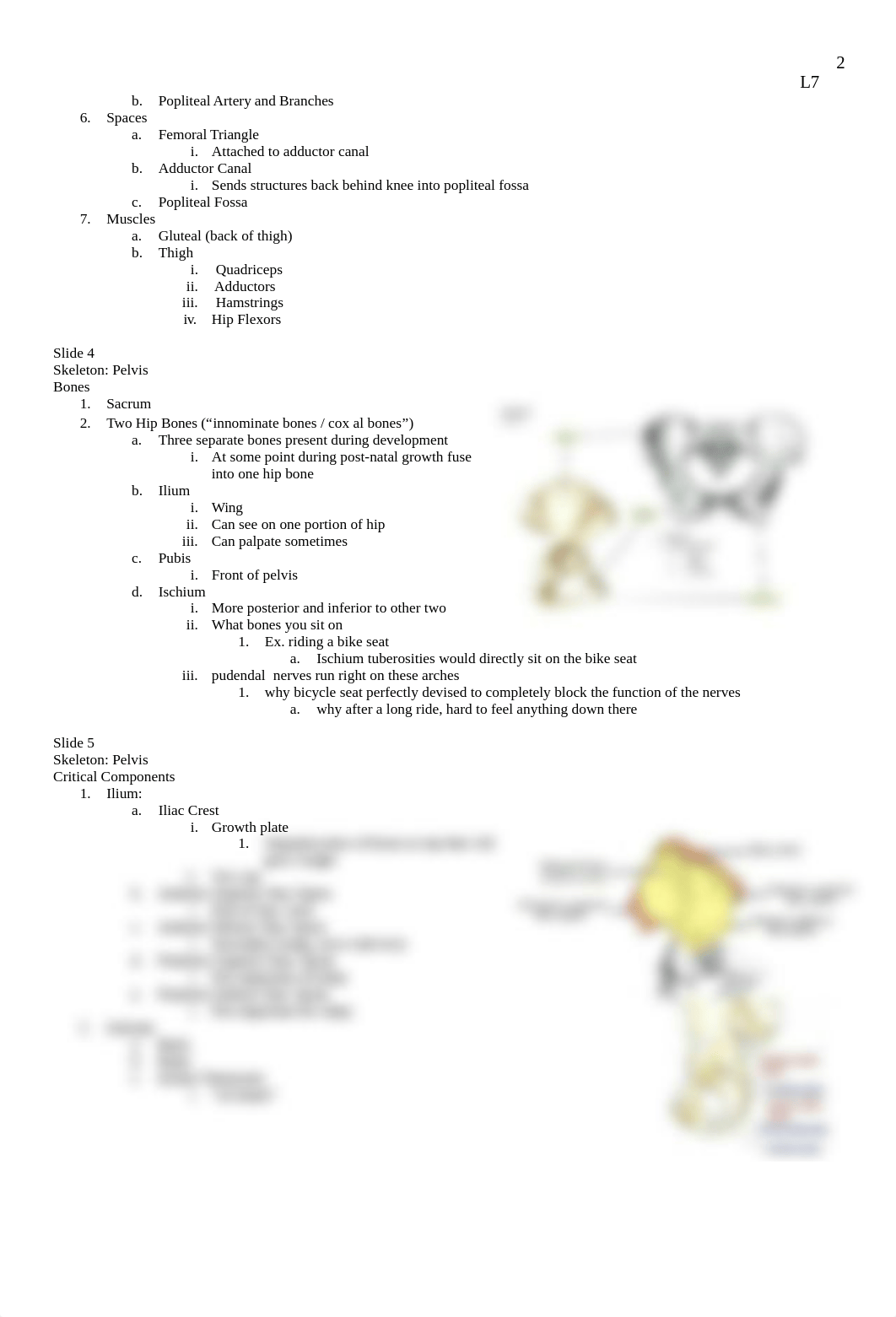 2018-2019 Anat Lecture 7 - Thigh, Knee, _ Gluteal Region.docx_d2k5rra1a1x_page2