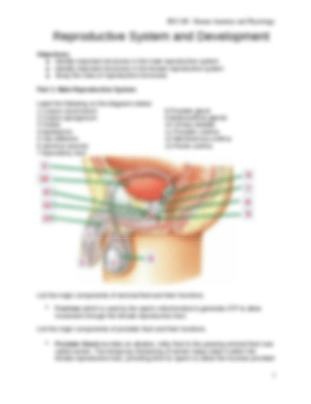 11Reproductive System and Development.docx_d2kfga3xodv_page1