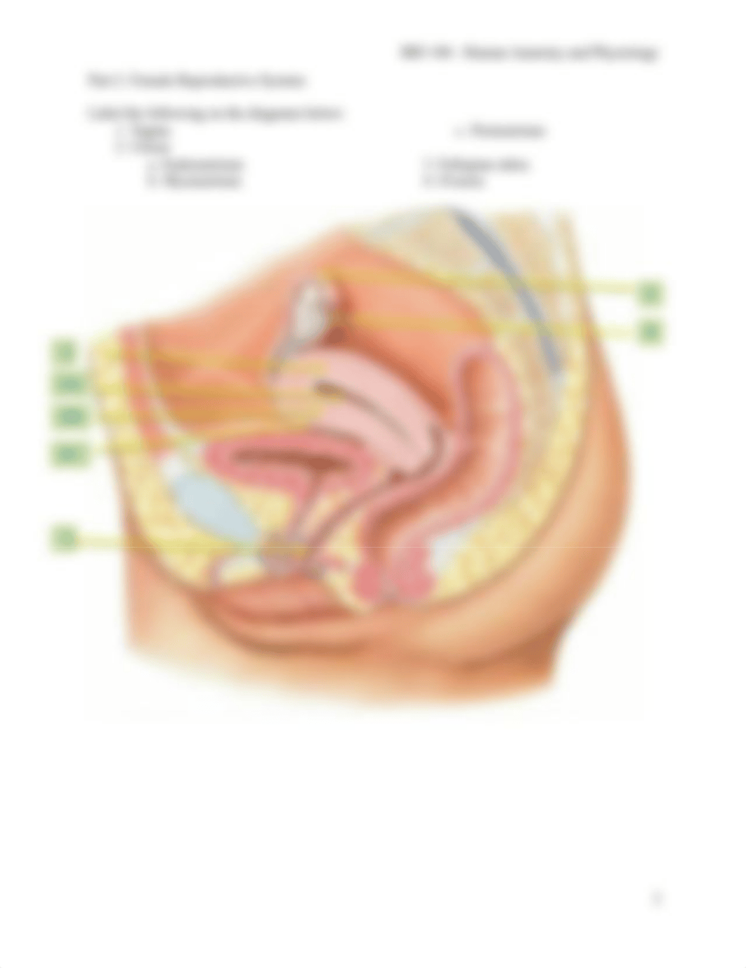 11Reproductive System and Development.docx_d2kfga3xodv_page3