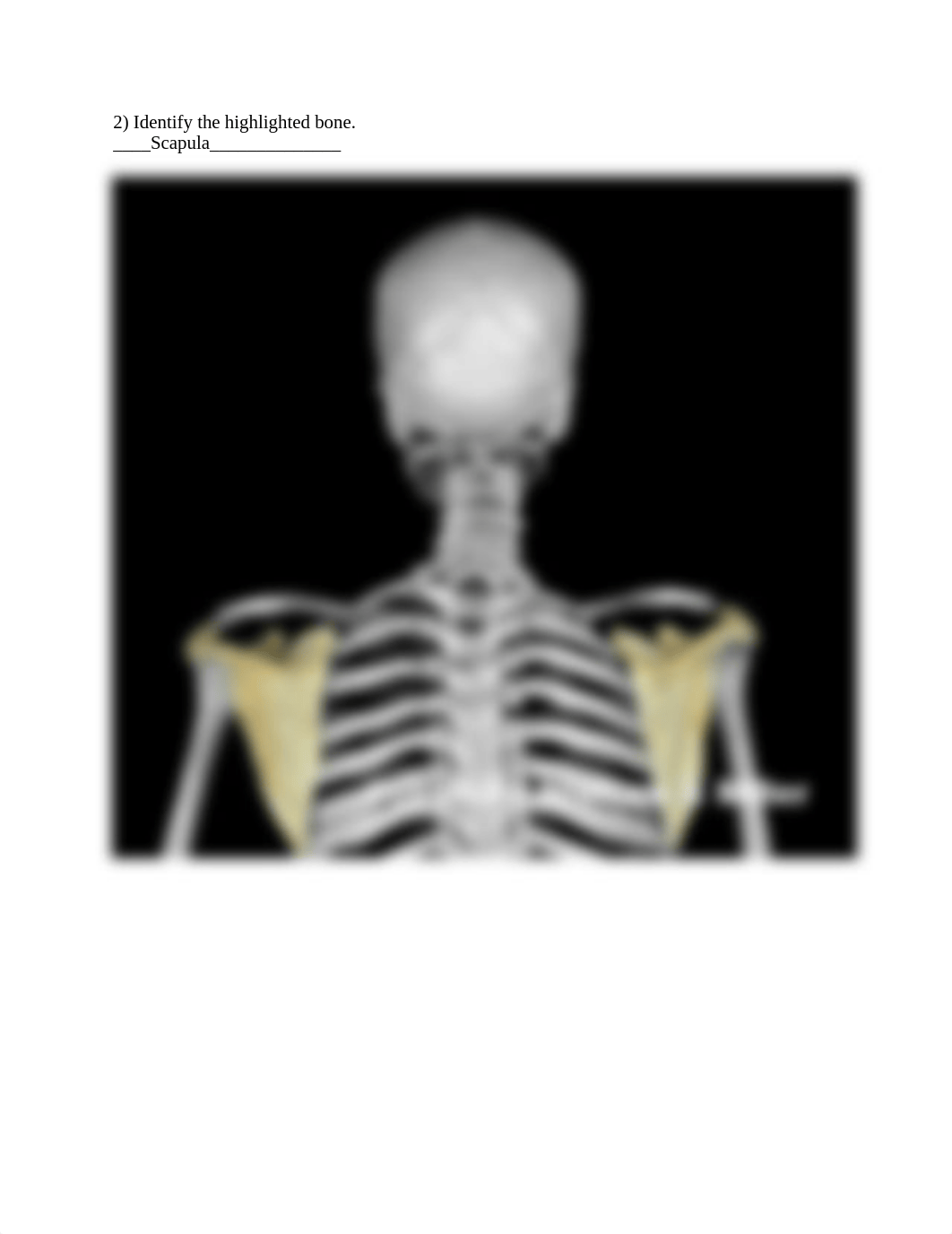 12_upper_limb_skeletal_anatomy_Worksheet.docx_d2ktb8ub5gv_page2