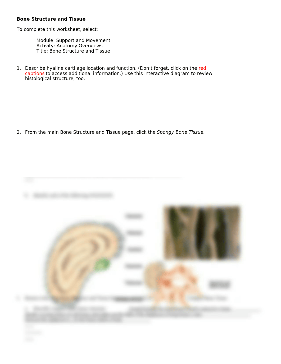 ch6 bone struct and tissue .doc_d2lrkgxcur0_page1