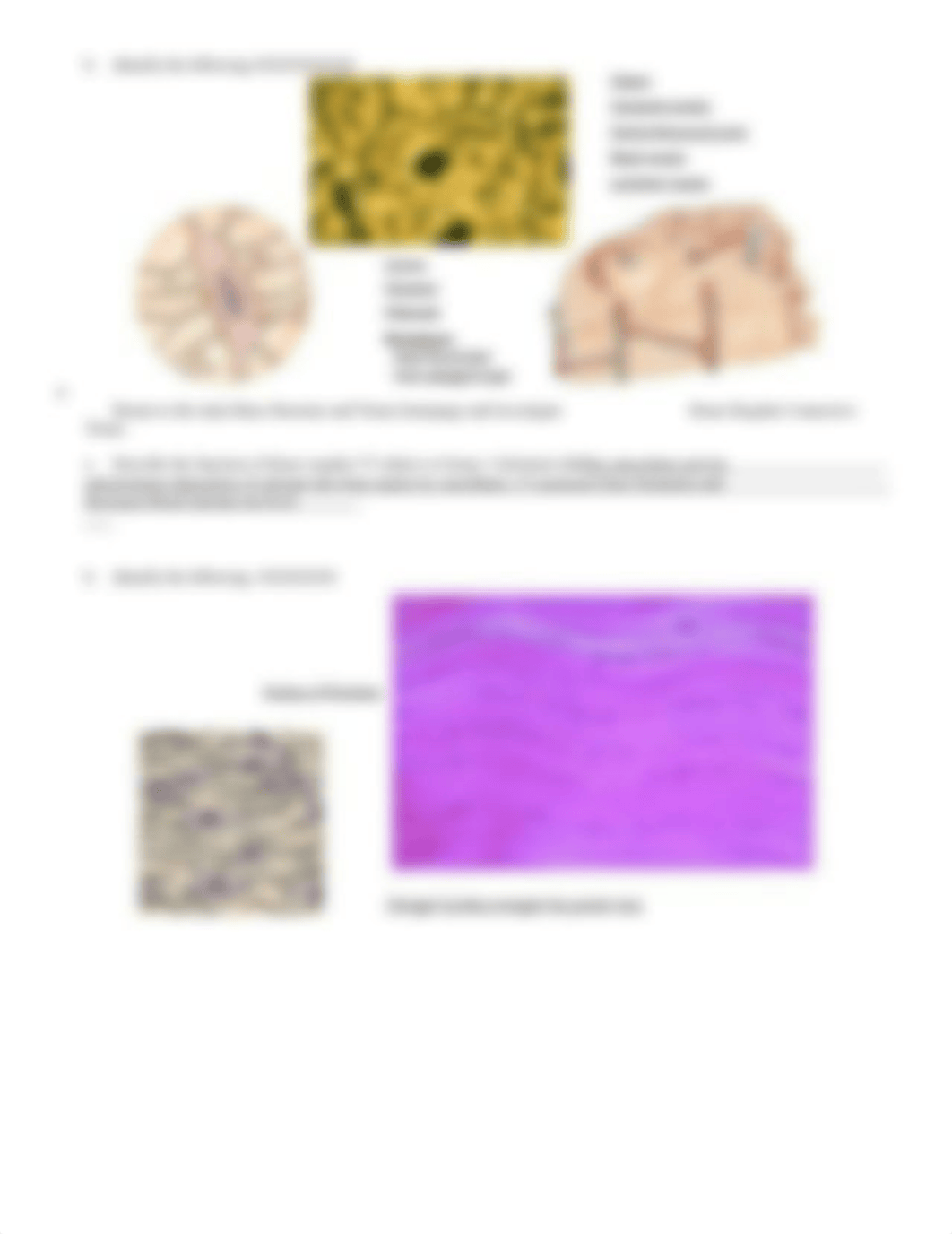 ch6 bone struct and tissue .doc_d2lrkgxcur0_page2