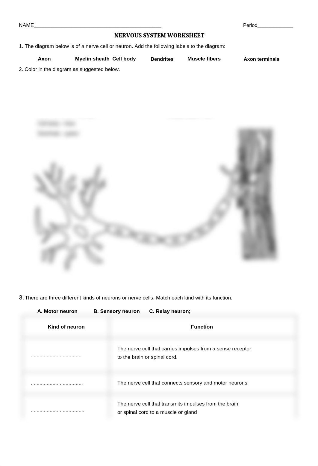 nervous_system_worksheet.doc_d2m1tcyneqc_page1