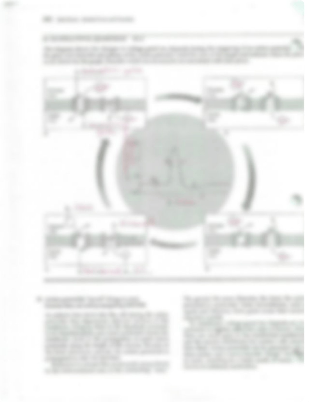 KEY_-_Ch_48_Nervous_System (1)_d2m499a7qc4_page2