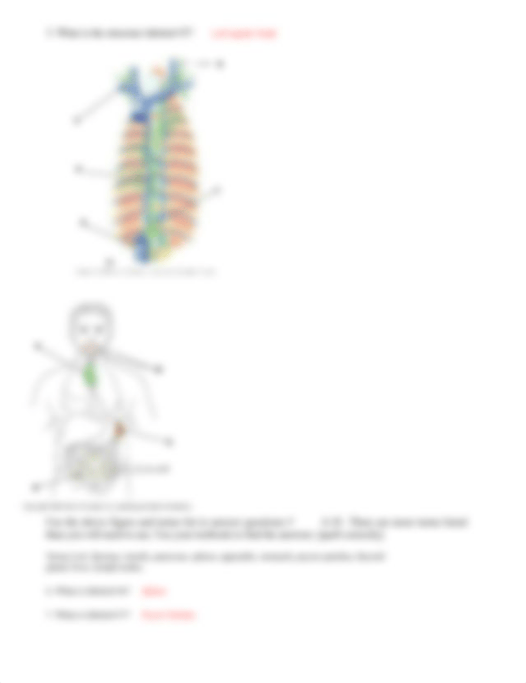 bio lymph-29bcd3ed8241a8ef14587c76d087506e.docx_d2m810u6o1y_page2