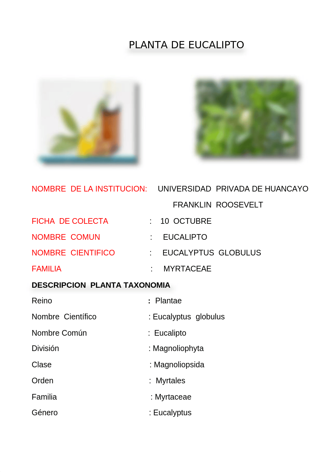 INFORMACION DEL EUCALIPTO.docx_d2miw5kdxdr_page1