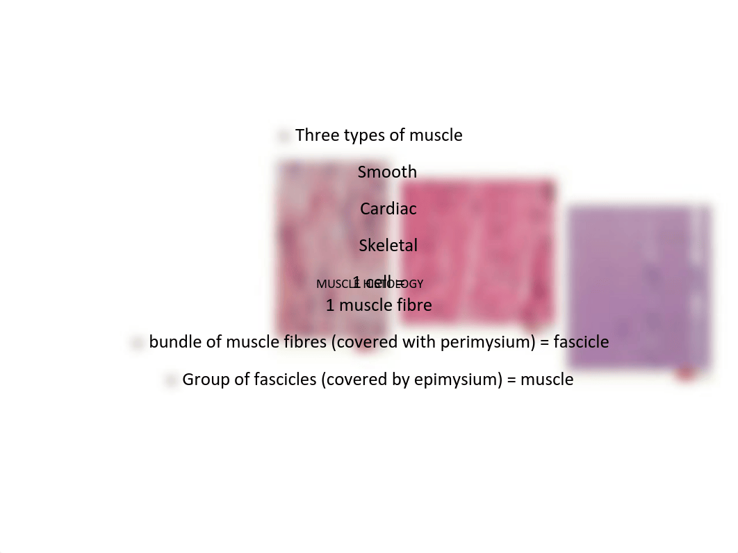 13-15MUSCULOSKELETAL+I%2CII+_+III+460_d2mmh0ij97x_page4