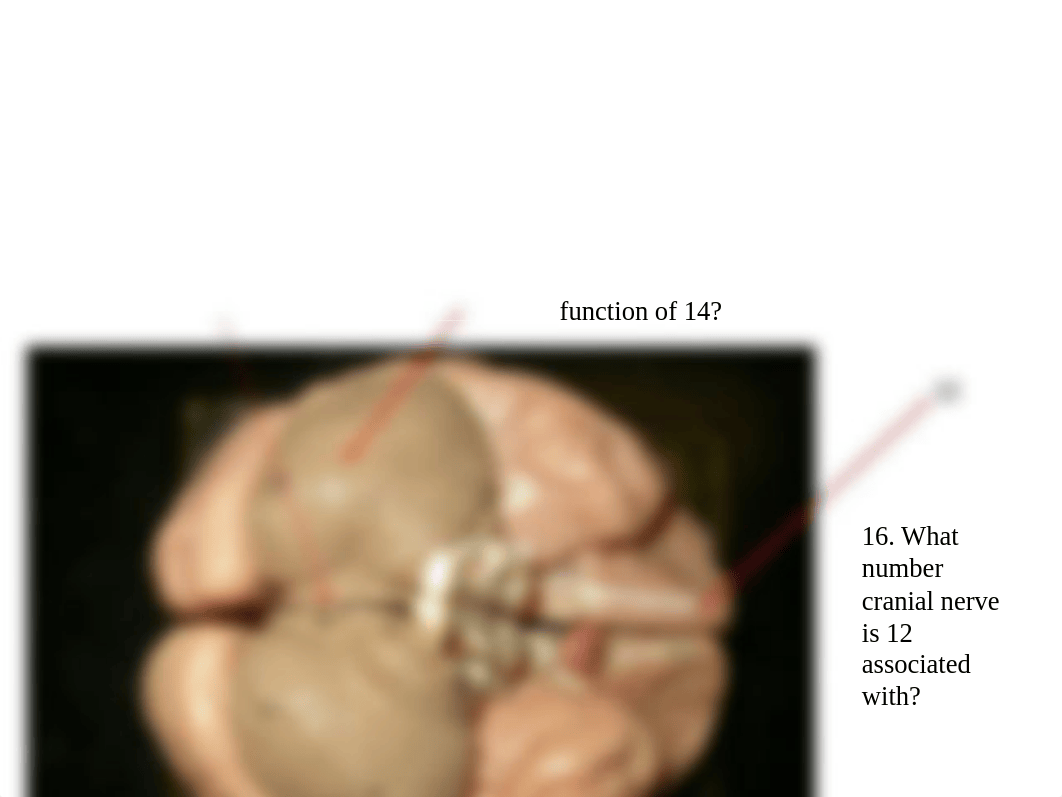 BIO 163 Practice Lab Test 3.pptx_d2mu8q9svz8_page5