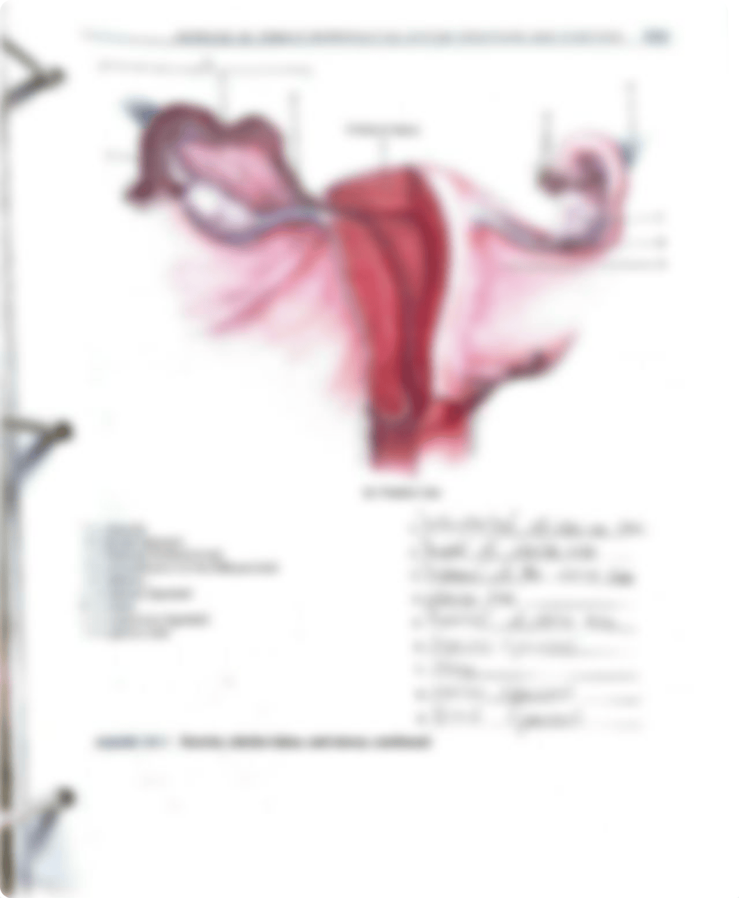 Exercise 39 lab activities female reproductive system structure and function.pdf_d2mwme7ev0d_page1