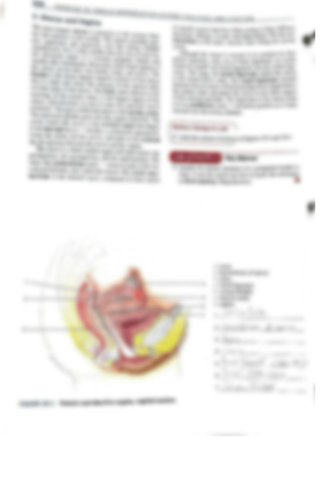 Exercise 39 lab activities female reproductive system structure and function.pdf_d2mwme7ev0d_page2