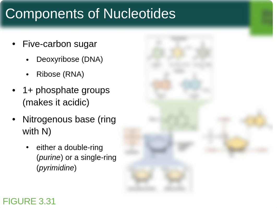 4+Ch,+Cell+Structure+student+f15_d2n3nyxeadt_page3