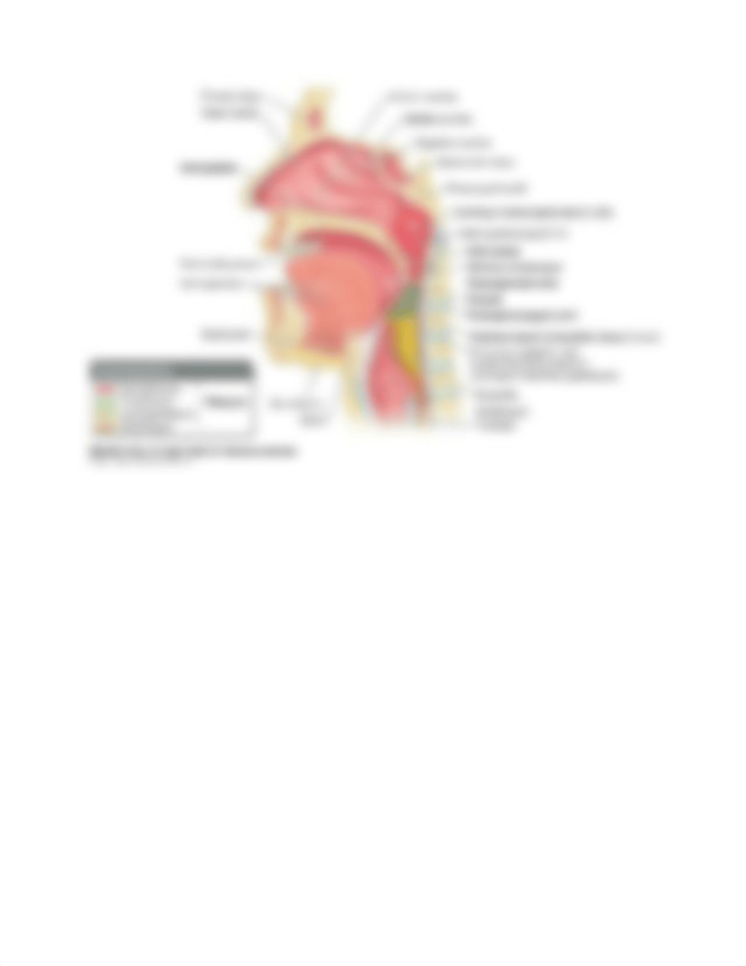 6. Oral Cavity.docx_d2n3oag0jnw_page2