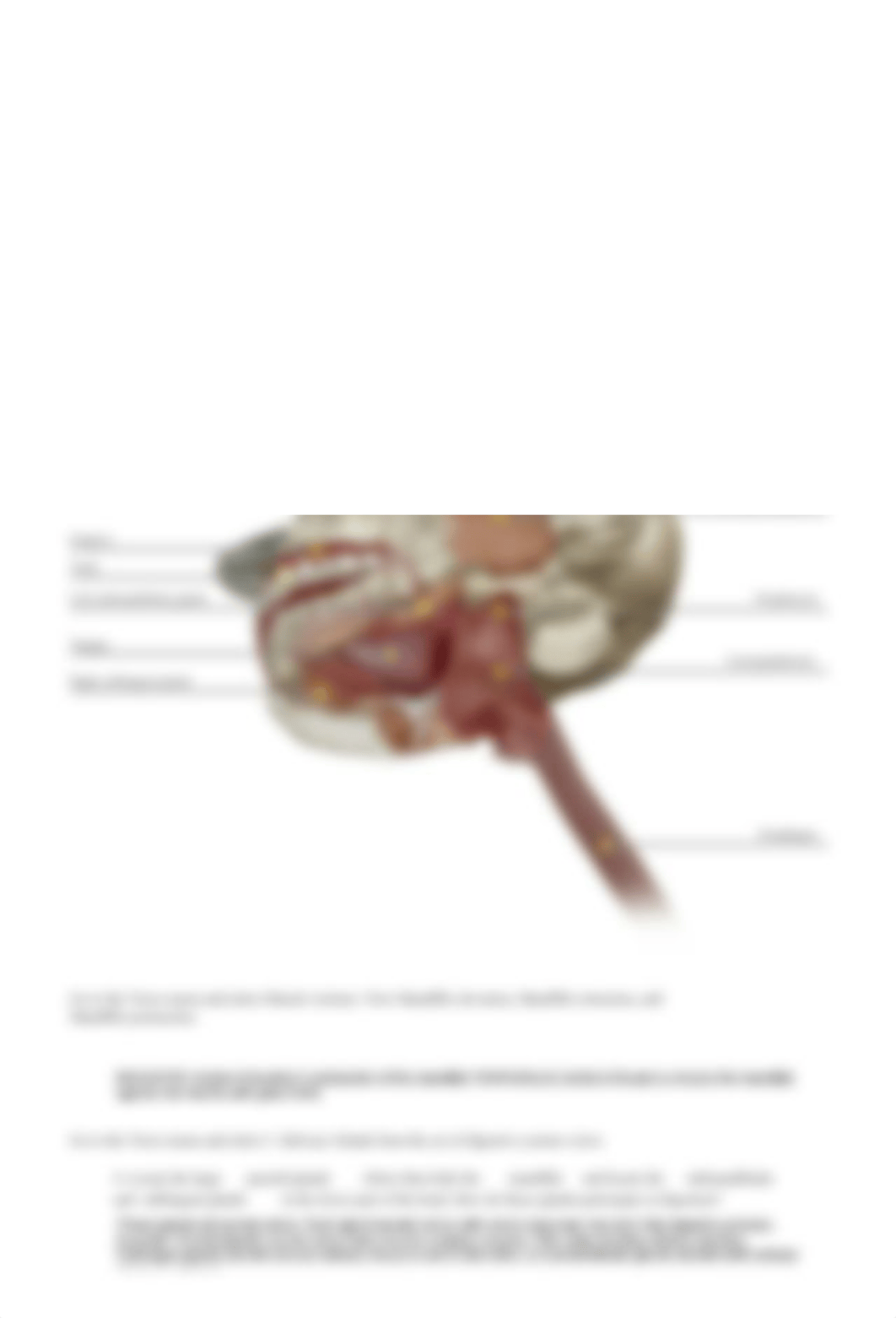 lab manual_digestive_atlas.pdf_d2n8j7gmg12_page4