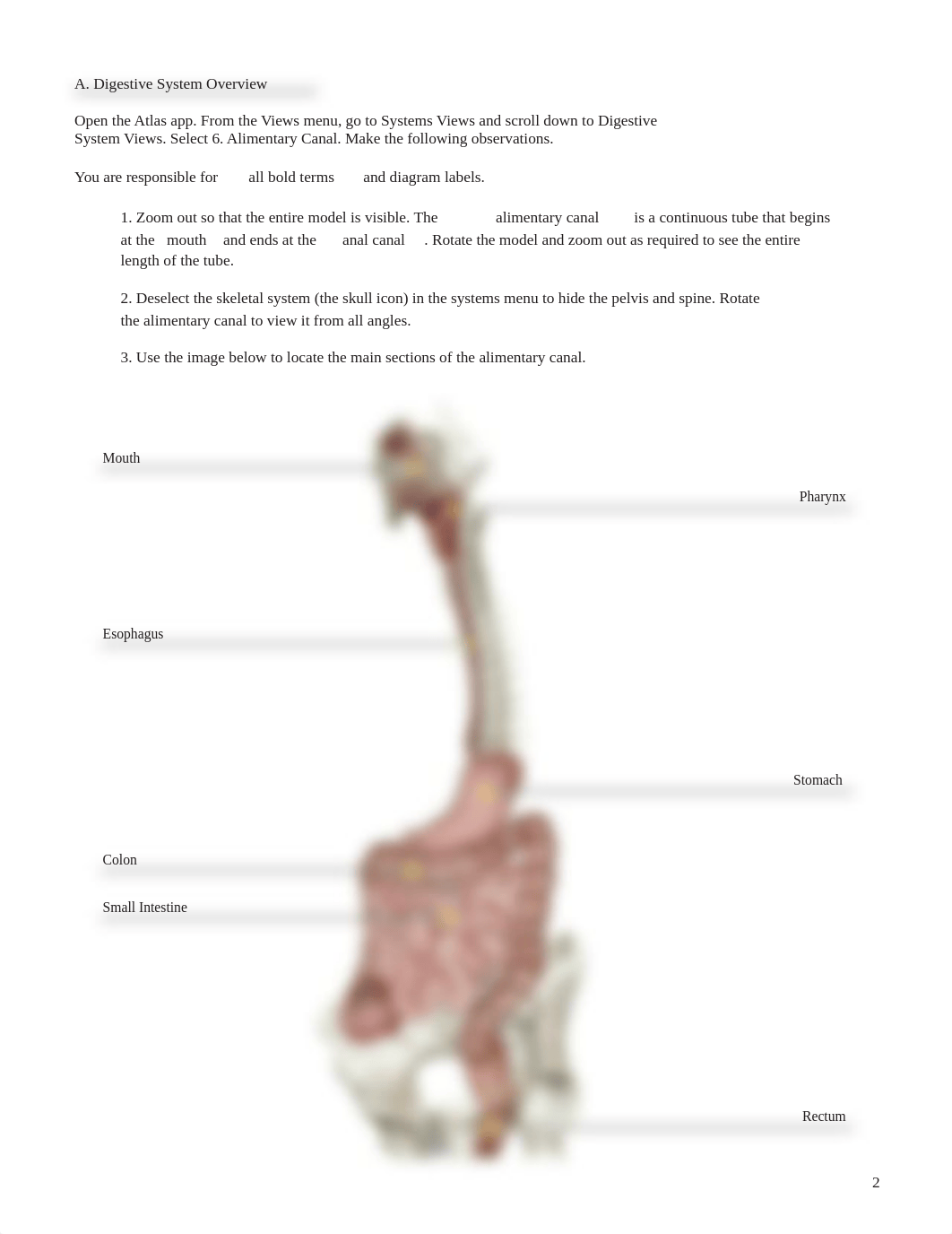 lab manual_digestive_atlas.pdf_d2n8j7gmg12_page2