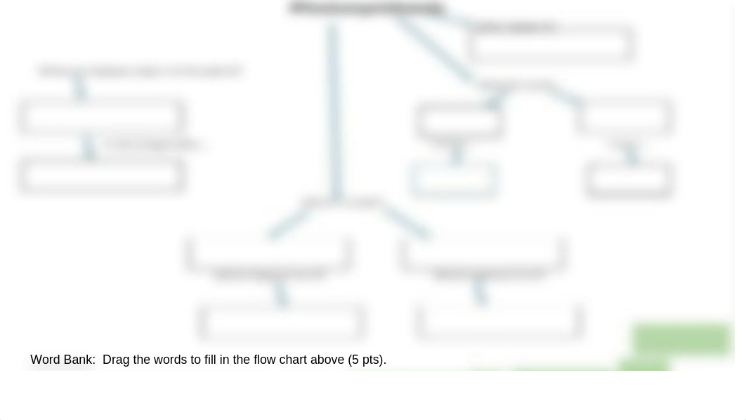 Photosynthesis_Flow_Chart_ (1).pptx_d2nq257726m_page2