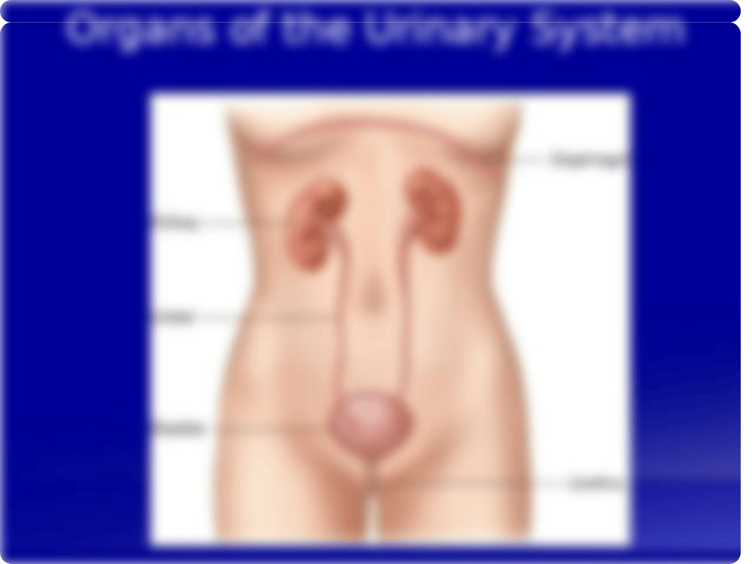 Renal Anatomy 2019.pptx_d2o6uzm2ojz_page2